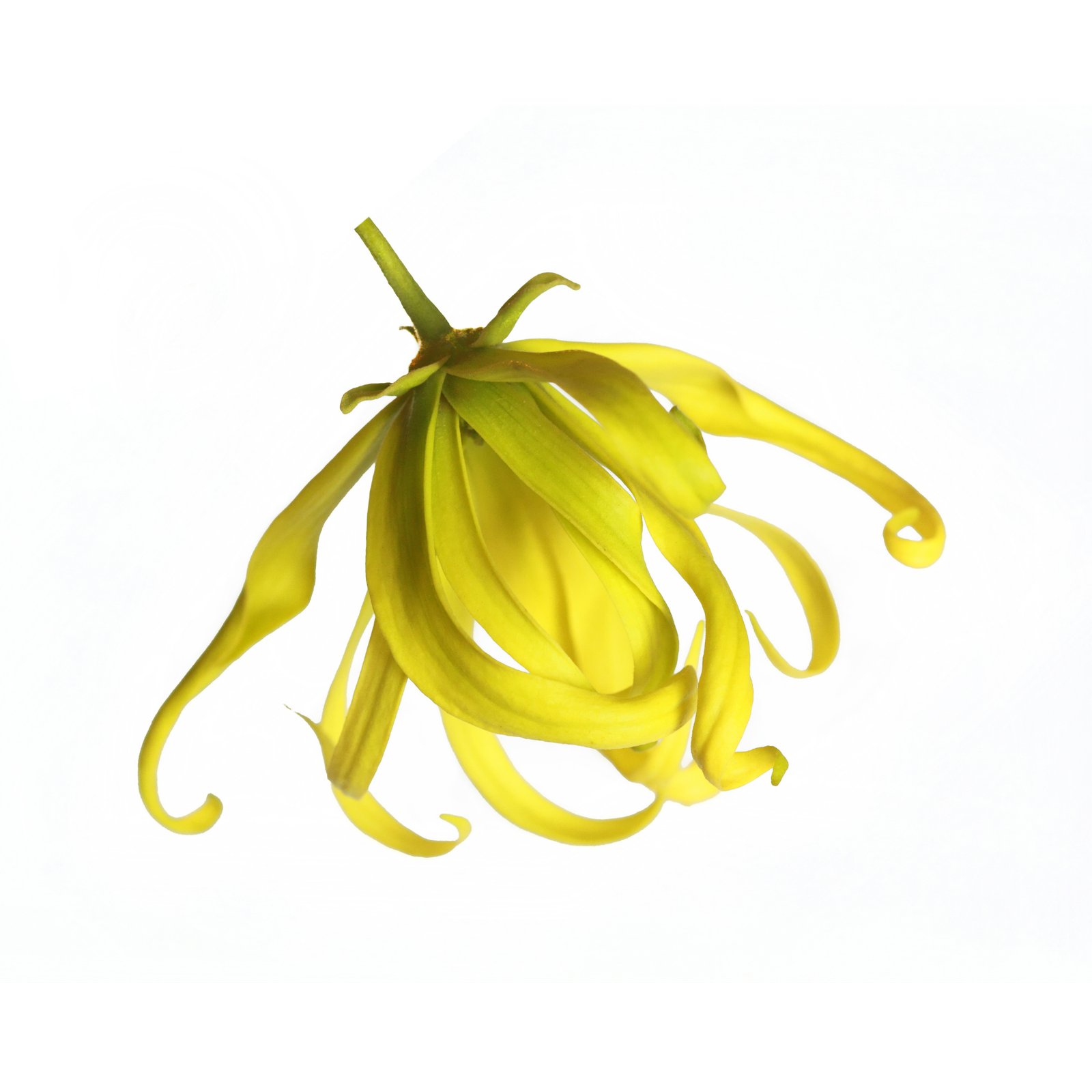 Ylang Ylang