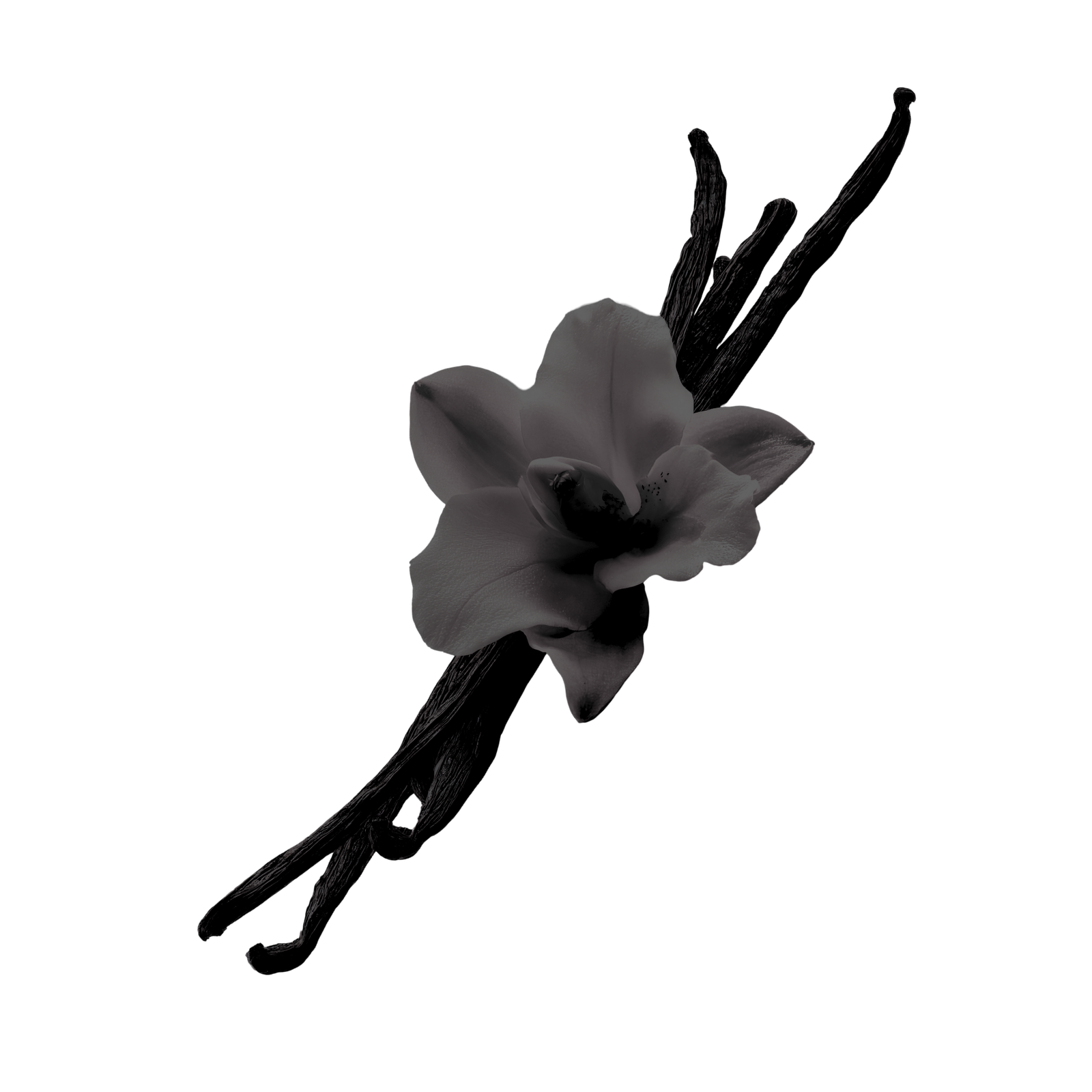 Vanille noire